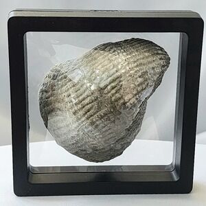 Late Cretaceous Period Ostreidae Family Oyster Fossil Large Display Piece Rare
